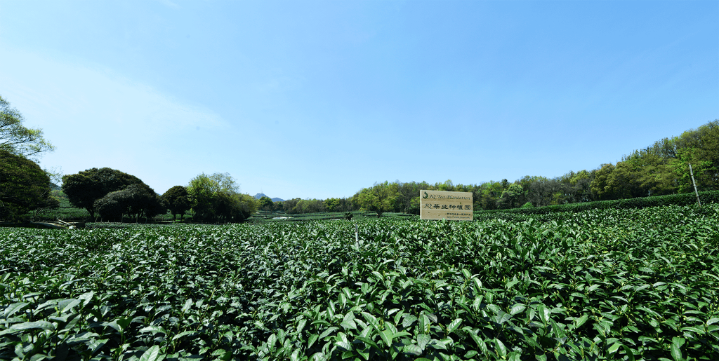 JQ West lake Pre-Qingming Longjing No. 43 Green Tea -2023 Spring Tea 龙井43 Chuncha Authentic Hangzhou Origin Dragon Well Loose Leaf Tea- (First Grade - 4.4 oz/1 bag)