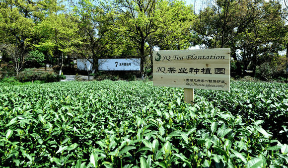 JQ West lake Dragon Well green Tea - 2021 spring tea-Mingqian- Authentic Hangzhou Origin – Longjing Loose Leaf -(Superior Grade - 4.4 oz/125g) Natural Nothing Add Subtle Aromatic