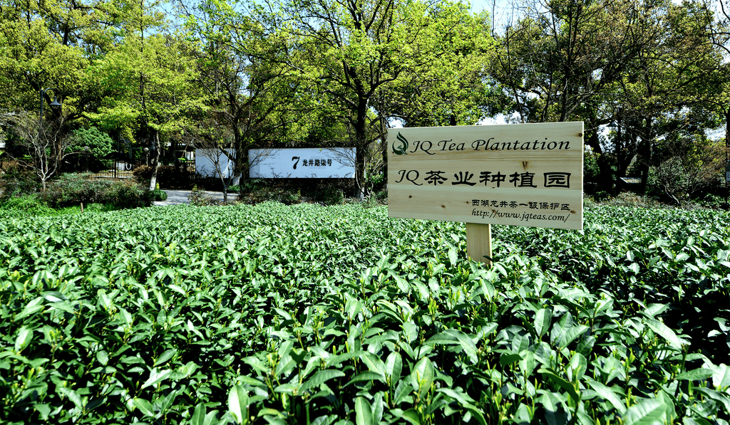 JQ West lake Pre-Qingming Longjing No. 43 Green Tea -2023 Spring Tea 龙井43 Chuncha Authentic Hangzhou Origin Dragon Well Loose Leaf Tea- (First Grade - 4.4 oz/1 bag)