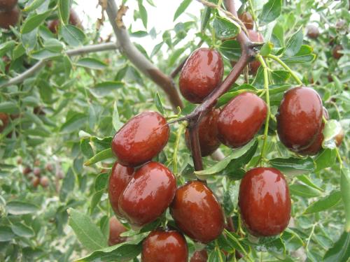 Naturally Chinese Dried Dates Big Jujube Grey Dates Organic Healthy Food 500 g As a Snack As a Baking Or Make Tea